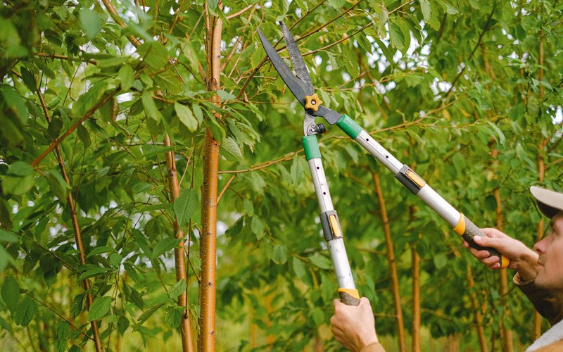 Tree trimming in Kasilof, AK